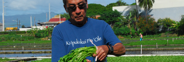 Sumida Watercress Shira AE